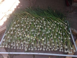 Garlic Harvest 2014