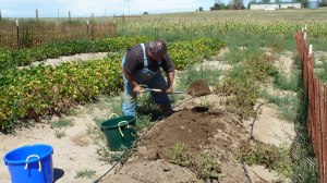 Organic Farm - Labor Day 2014_03 - Jon digging Potatoes
