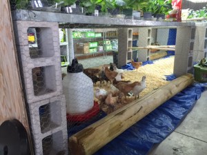 Indoor coop 2 2:2015