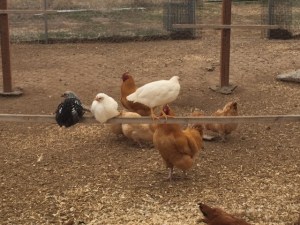 newbies on the perch 1