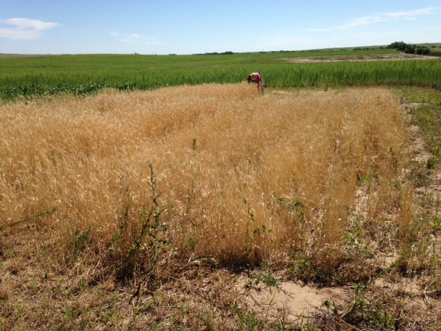 2015 wheat 3