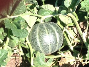 Melons 2015 4