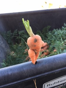 Carrots 3