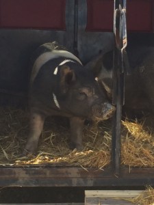 pigs to processor 2015