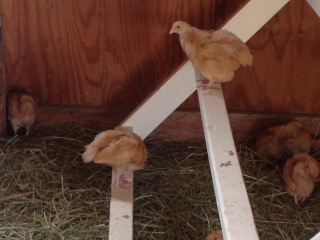 babies on the roost 2016