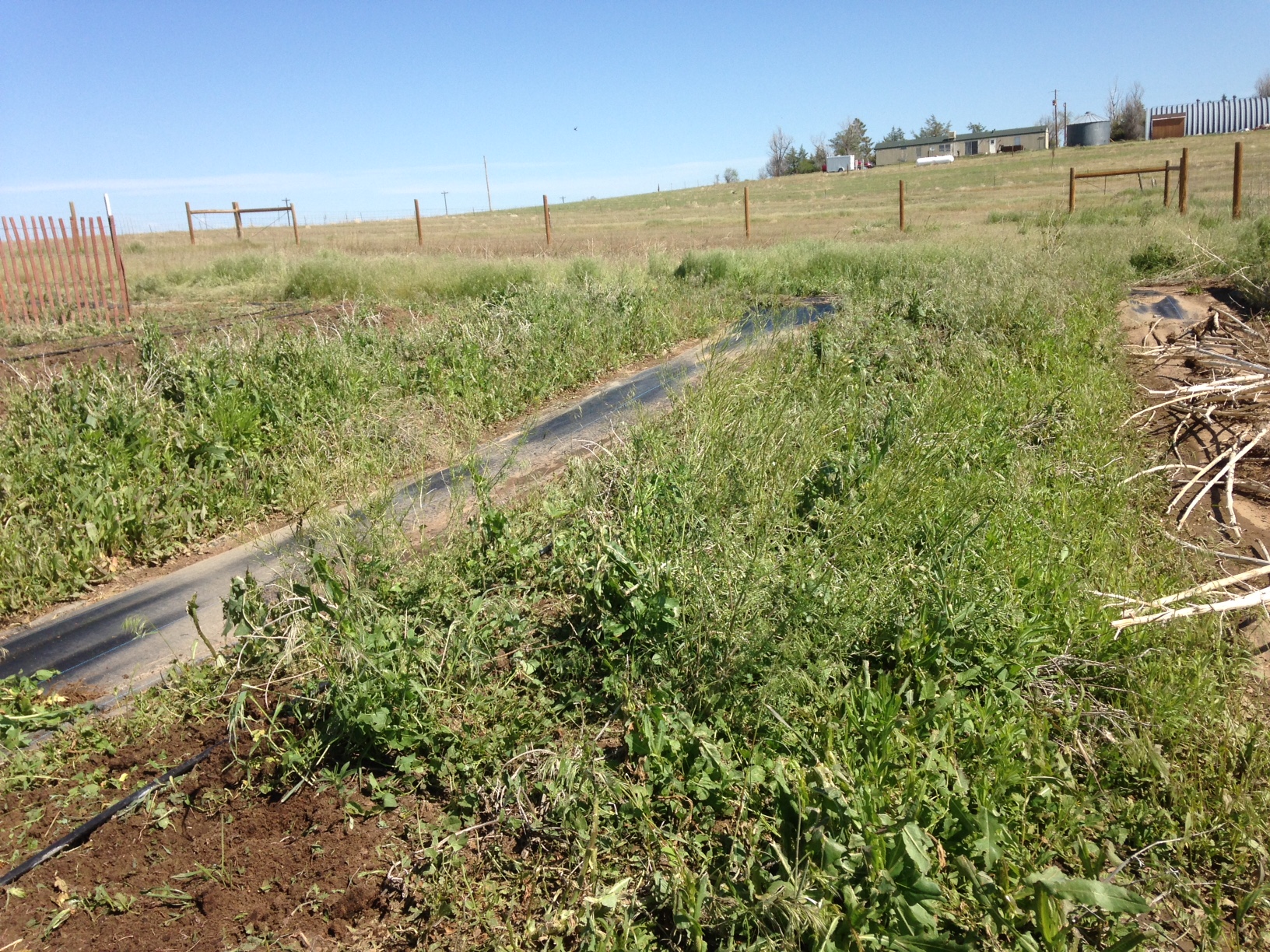 The Zombie apocalypse of Weeds