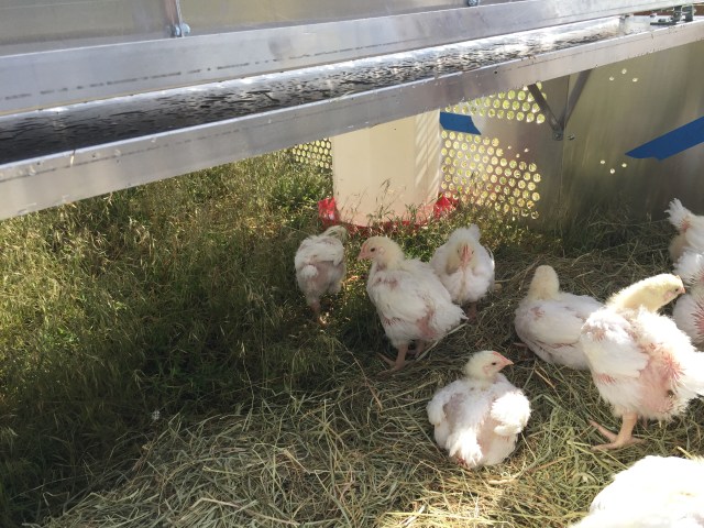 Chicks in the Tractor 2016 2