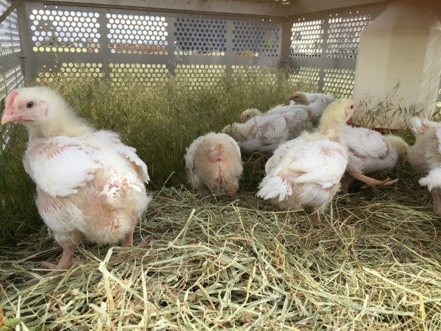 chicks in the tractor 2016 3