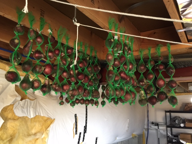 hanging-onion-1
