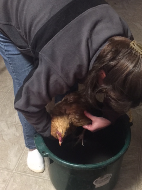 washing-a-chicken-2016-1