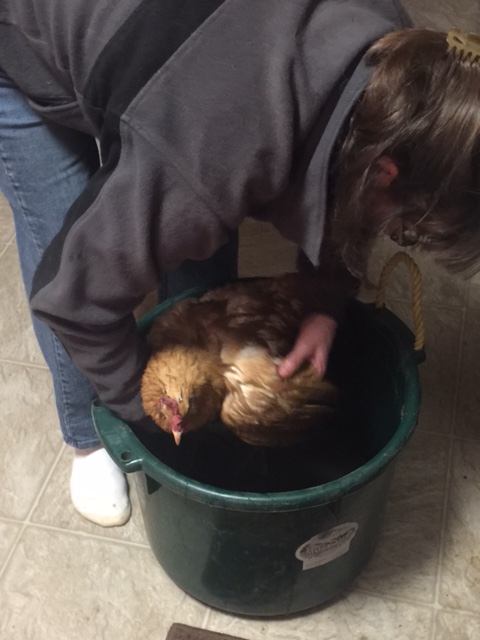 washing-a-chicken-2016-2