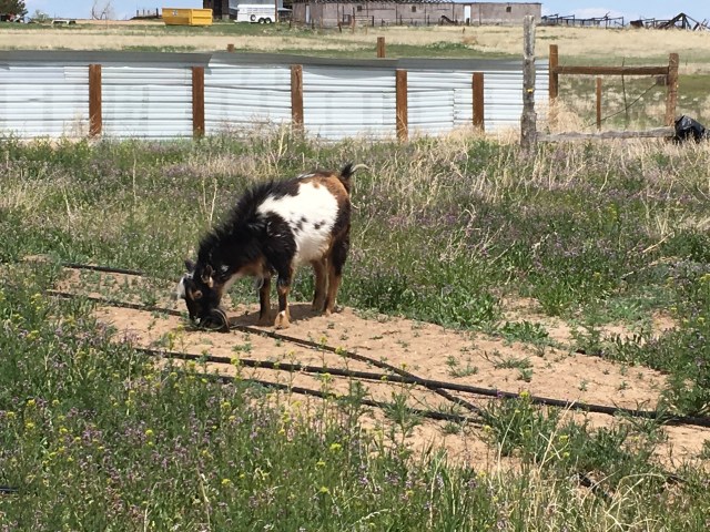 4DAEC0E9-CB39-4274-B6CA-A63C1765A33C