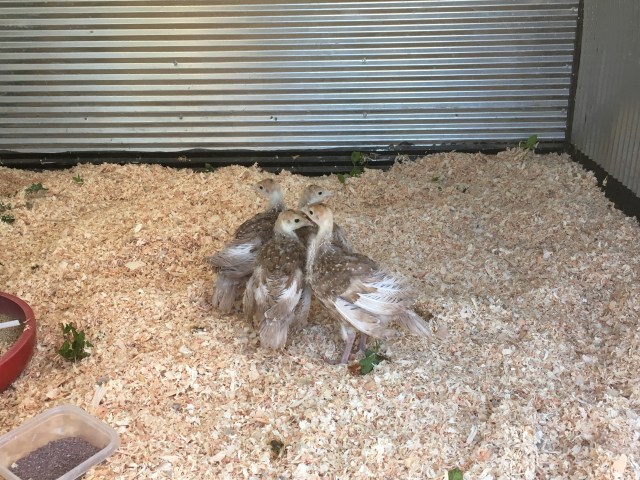 578A539B-4F1D-4E82-9698-0967CA6482DA