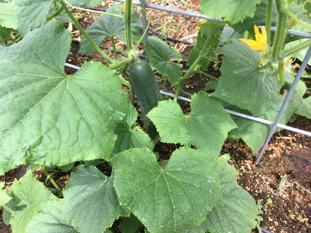 C61631DD-5840-4F77-AE67-8AB3C1BE264C