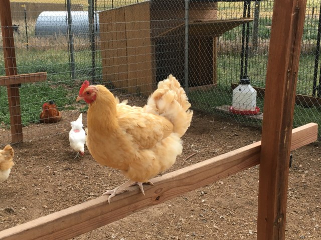 27B50A70-BDF5-46AD-A0F0-DCC08F2B74D4