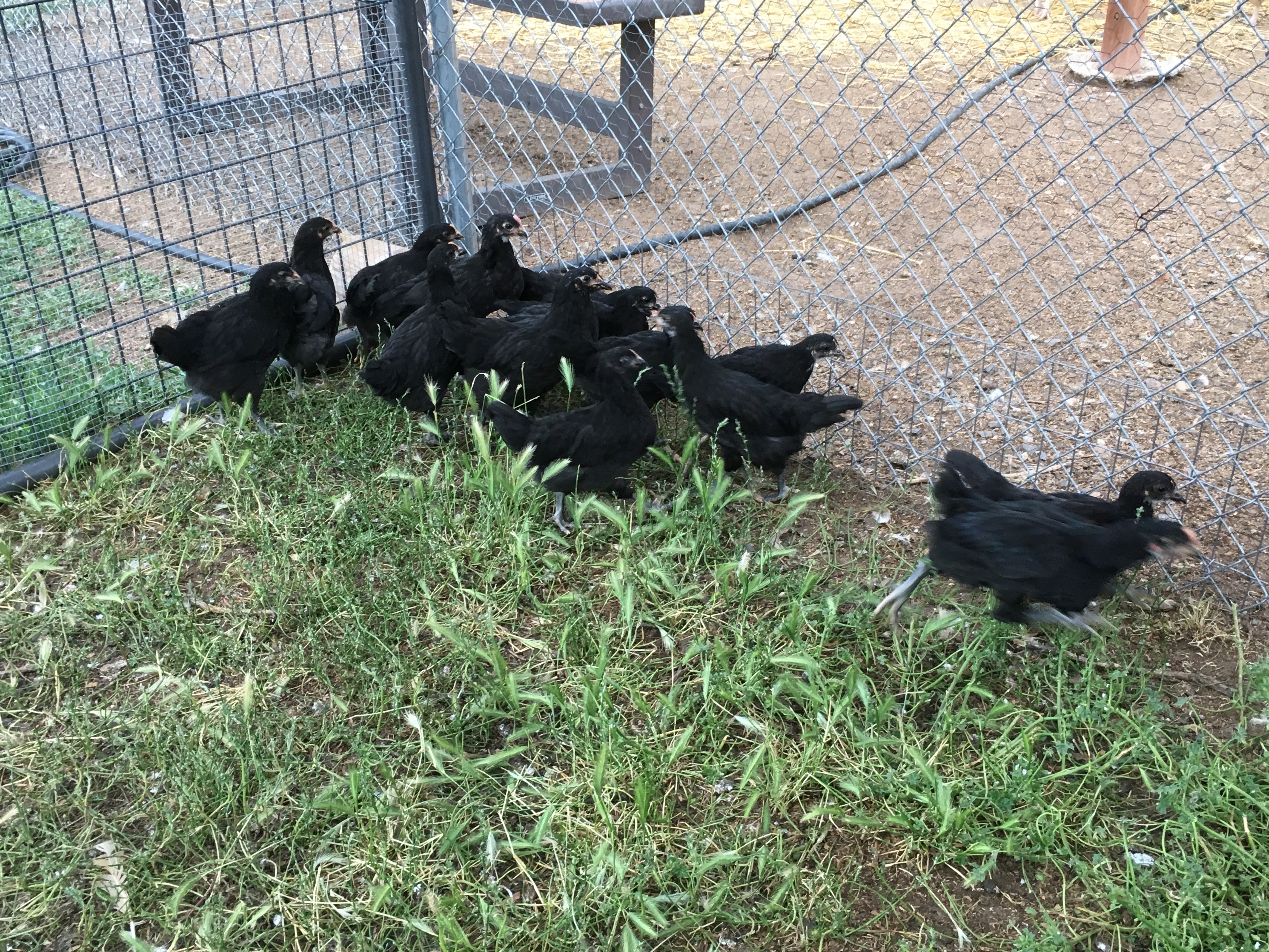 E0D34983-001B-46ED-AEF8-912CBF27F688