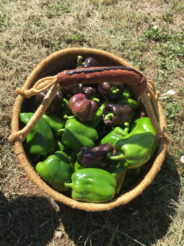 A6F51528-EA23-413A-AAC1-FBF63F6D5345