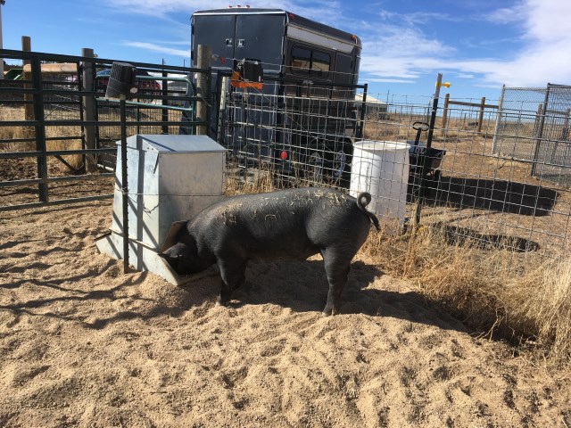 216B057D-D166-43C7-9535-2D1855C83347