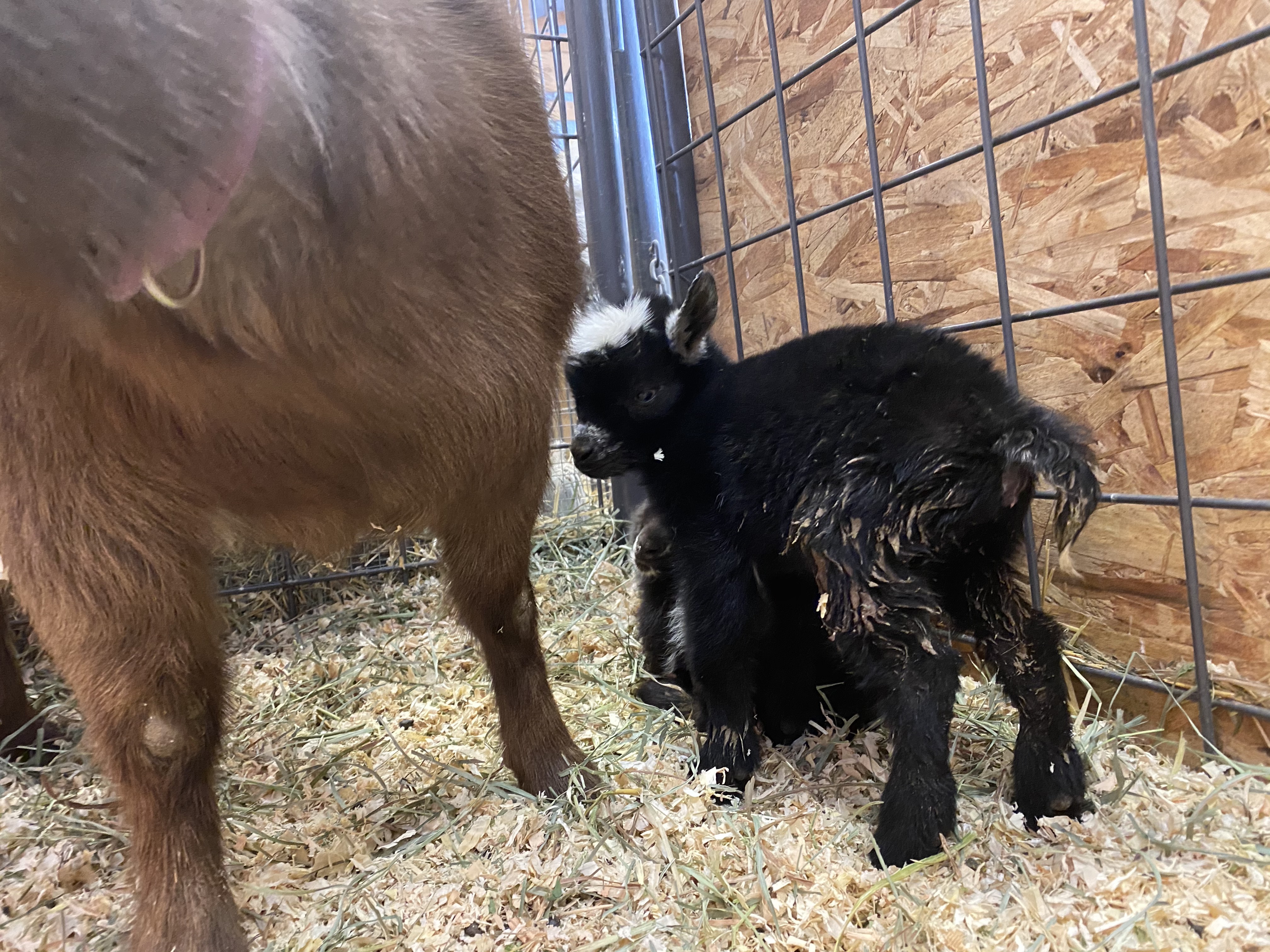 7JuiY0bNSGavPO1jtwd03A