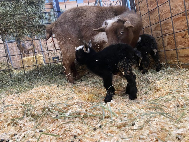 fd%uP2+9TD2CvsRhjfZicA